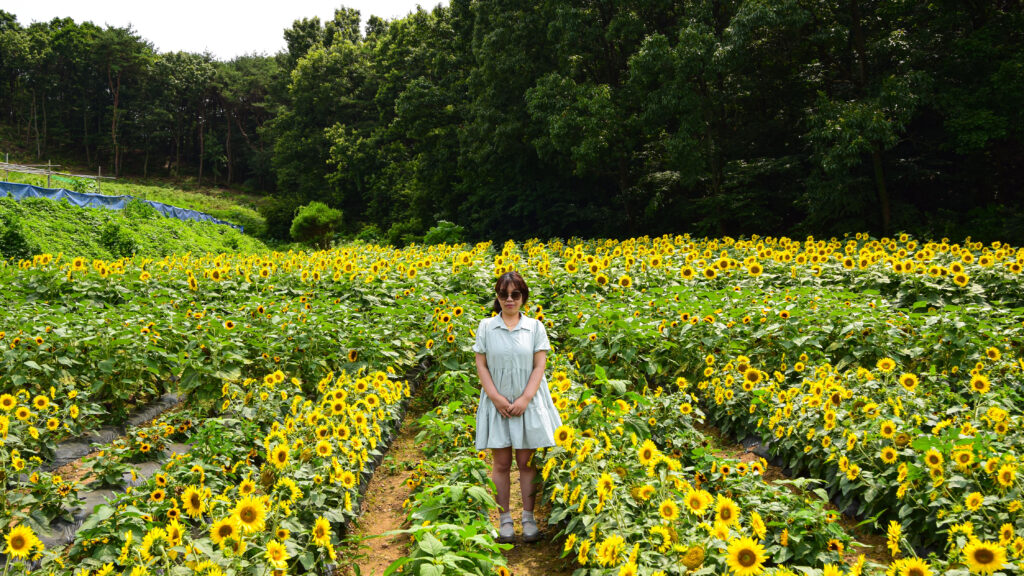 sunflowers grown by children