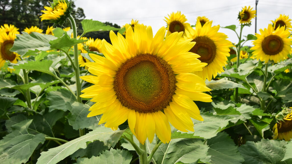 large sunflower