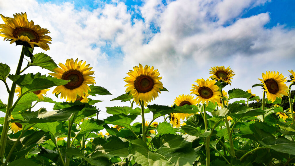 seosan sunflower photo