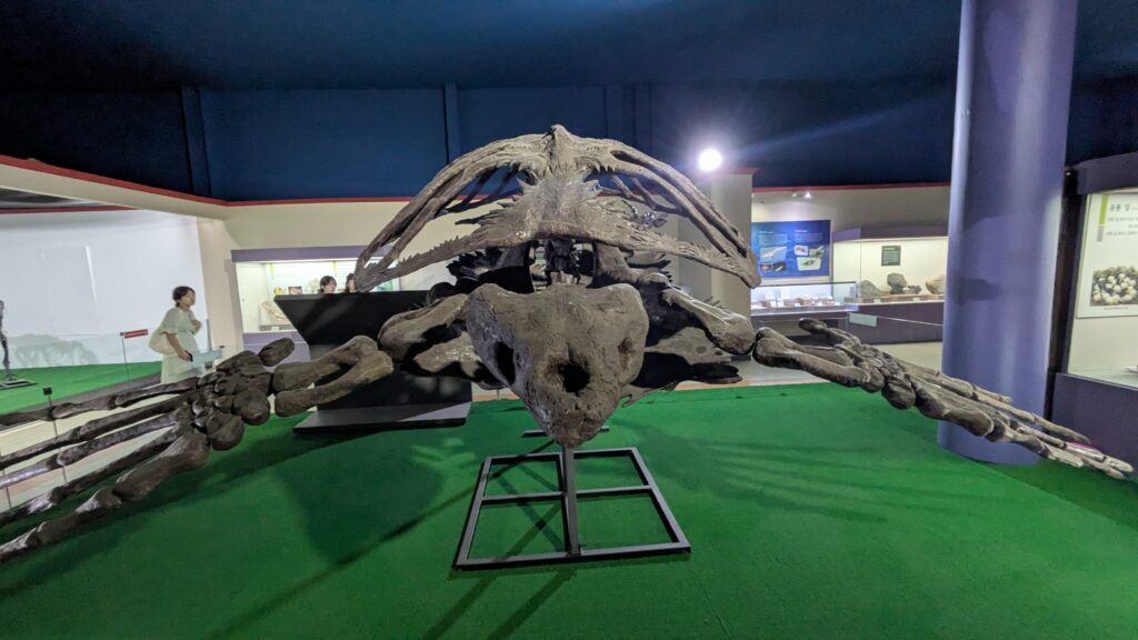 dinosaur turtle model