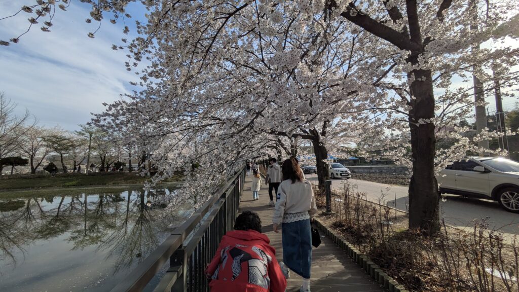 My wife and mother are walking on the cherry blossom road together.