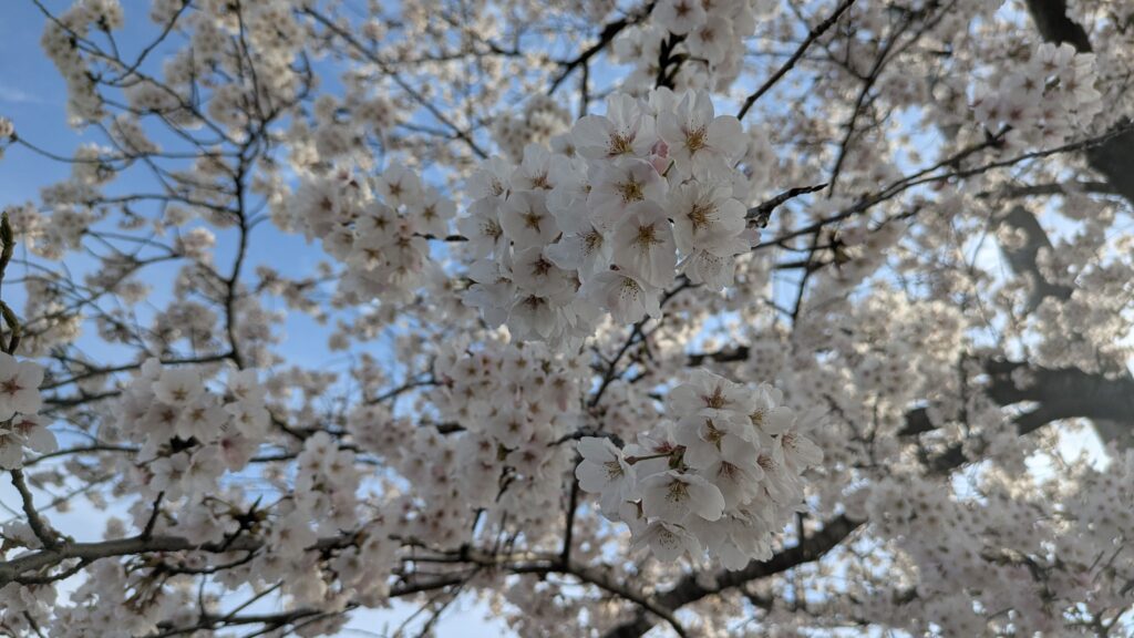 a close-up picture of cherry blossoms
