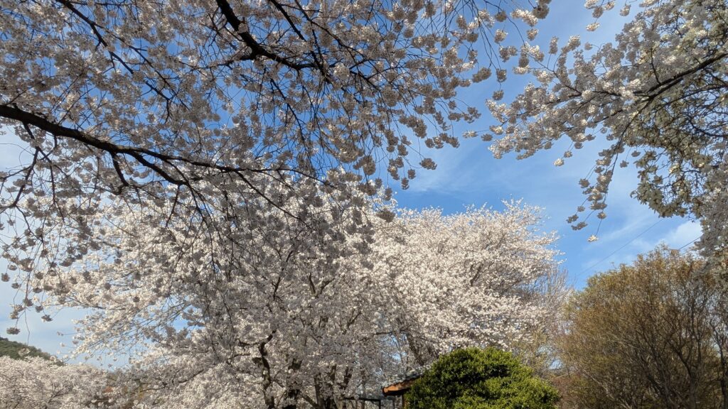 a cherry blossom tree taken toward the blue sky